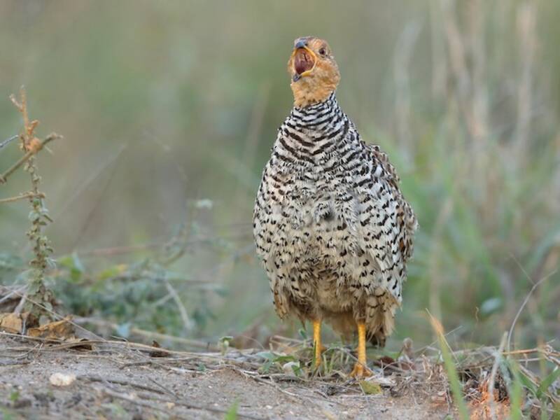 Francolin coqui, Photos 4