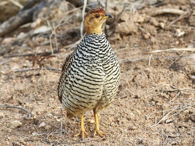 Francolin coqui, Photos 2