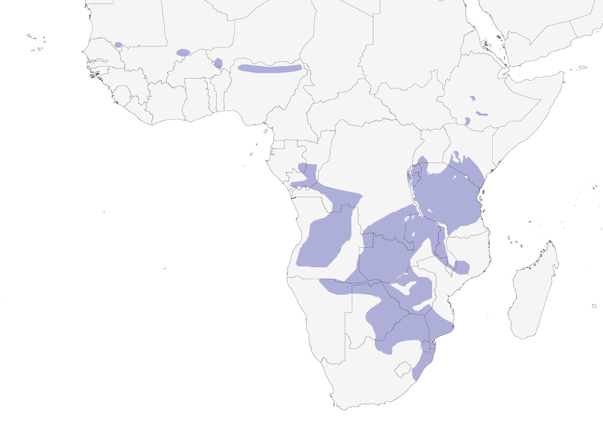 Francolin coqui, Distribution 1