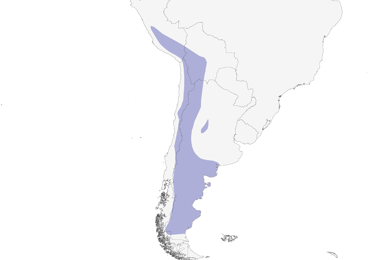 Canastero cordillerano, Distribución 1