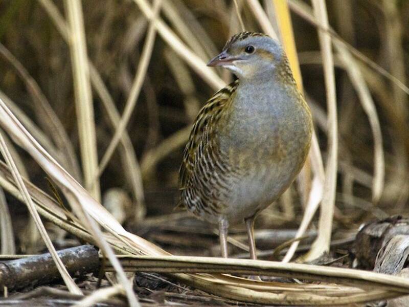 Corn Crake (Crex crex)