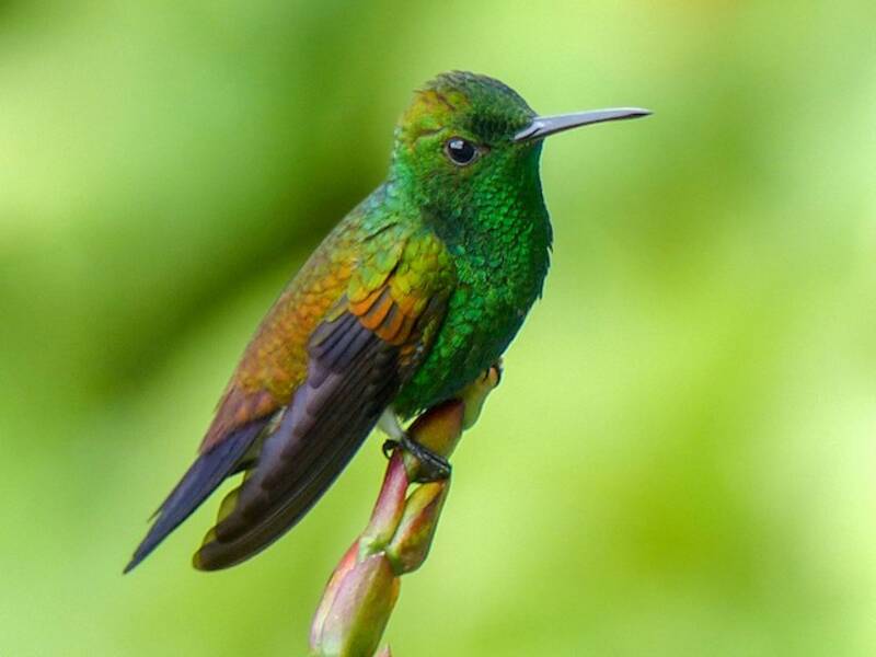 Colibri à croupion roux, Photos 4