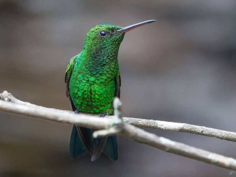 Colibri à croupion roux, Photos 2
