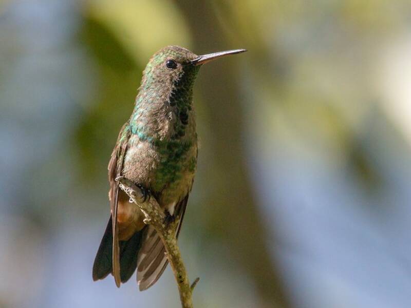 Copper-rumped Hummingbird (Saucerottia tobaci)