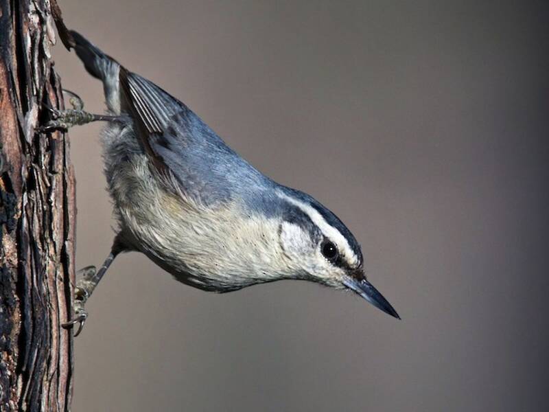Corsican Nuthatch, Photos 3