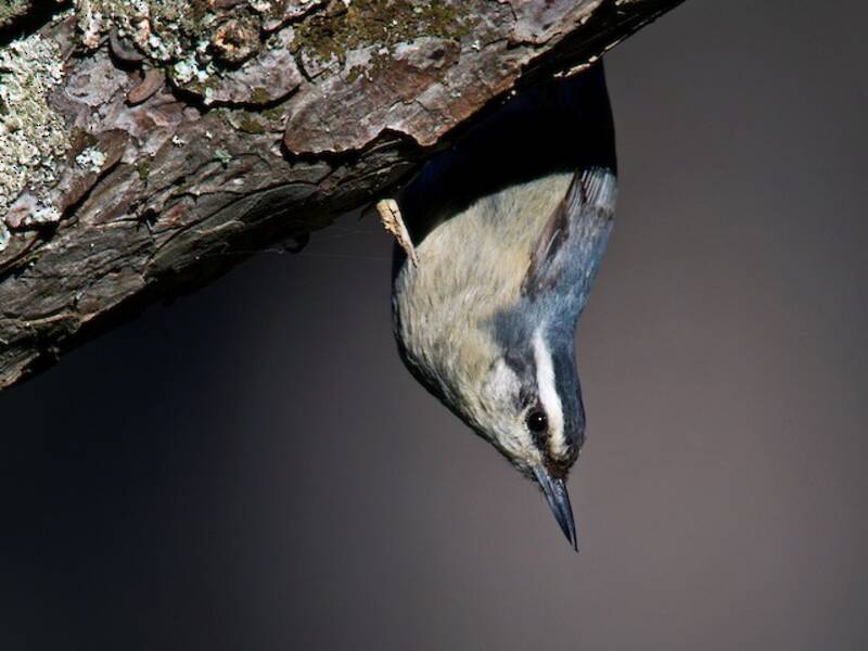 Corsican Nuthatch, Photos 4