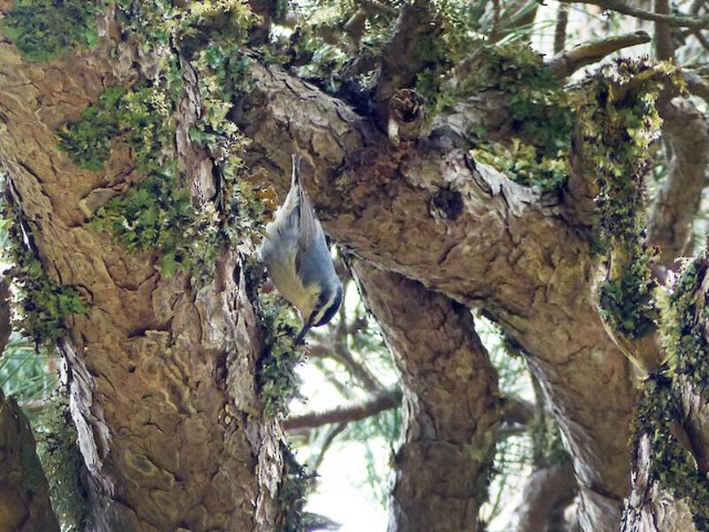 Corsican Nuthatch, Photos 2