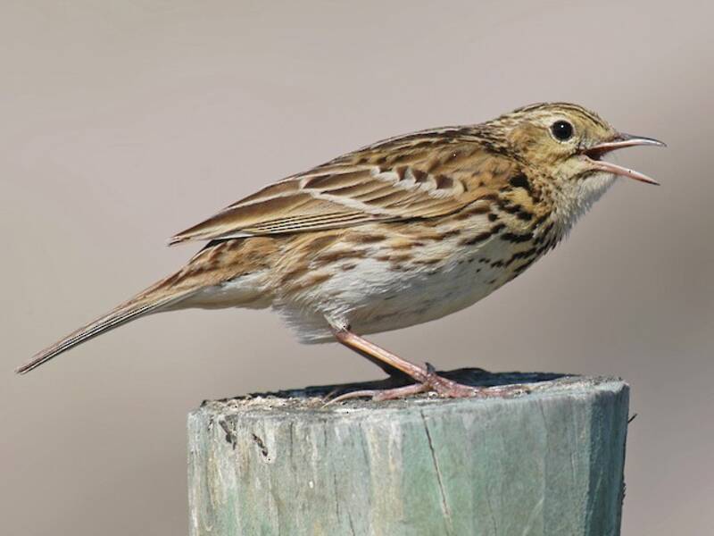 Correndera Pipit, 照片 4