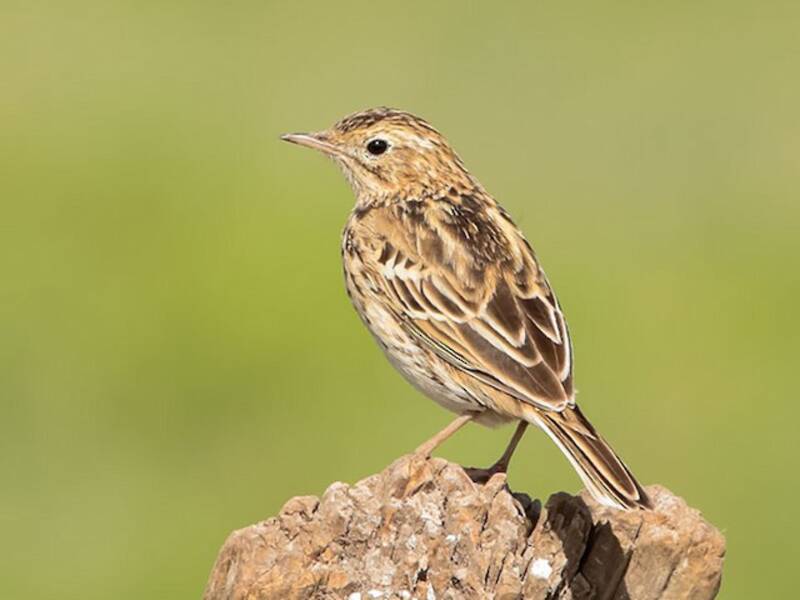 Correndera Pipit, 照片 3