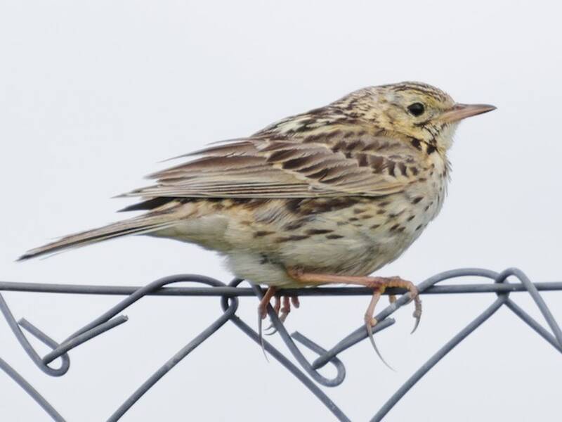 Correndera Pipit, 照片 2
