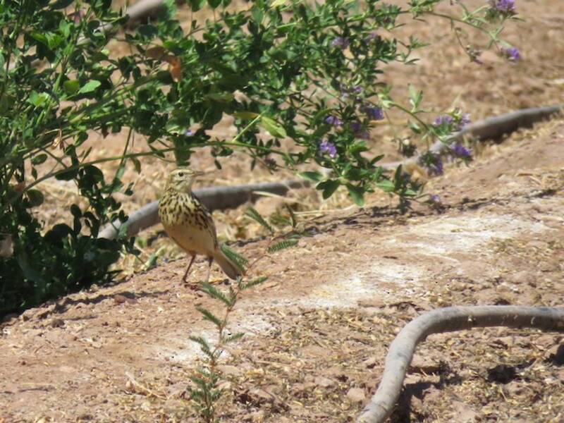 Cachirla Correndera