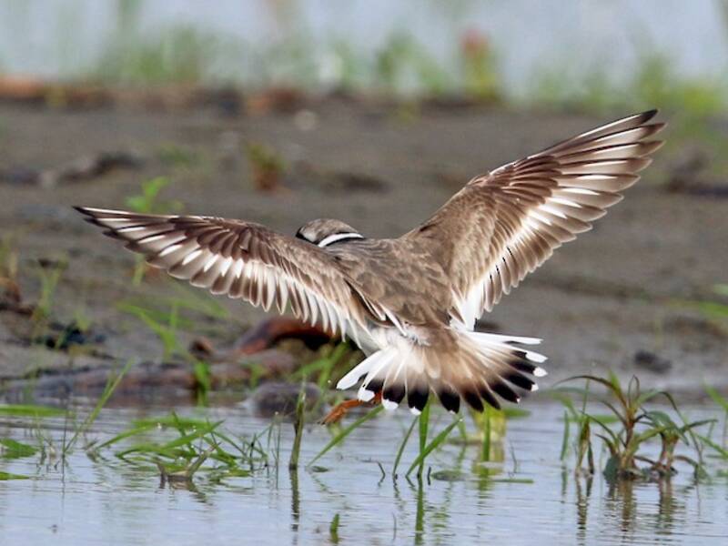 Common Ringed Plover