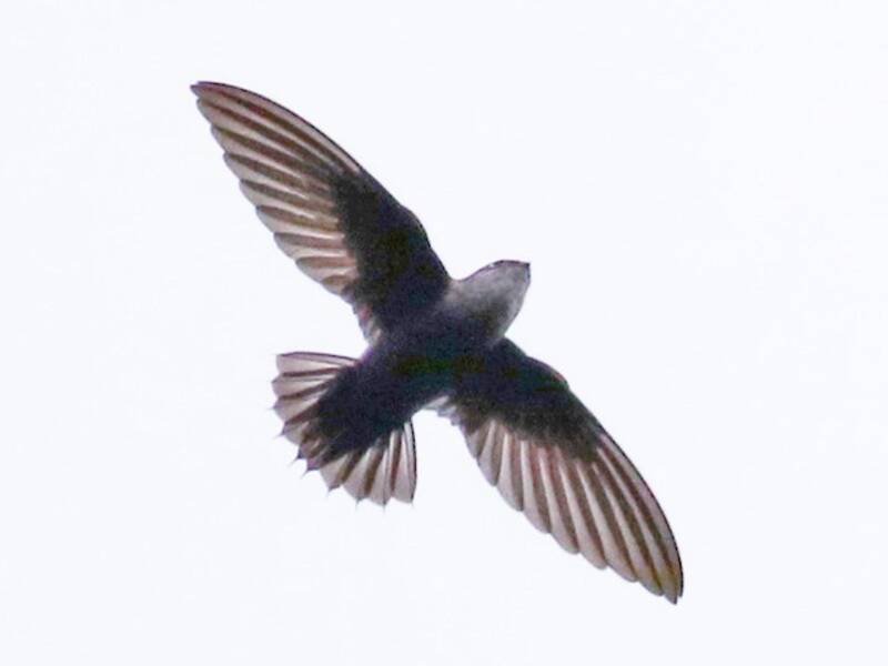 Costa Rican Swift, Photos 4