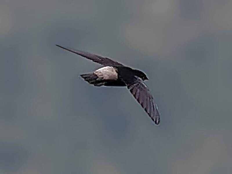 Costa Rican Swift, Photos 2