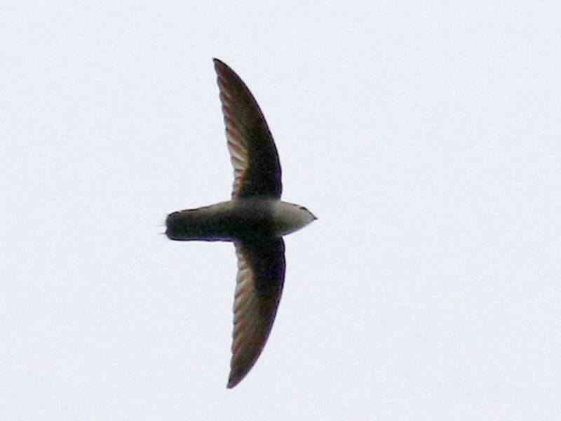Costa Rican Swift, Photos 3