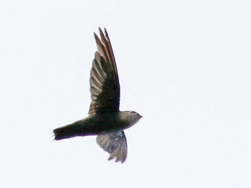 Costa Rican Swift - Chaetura fumosa