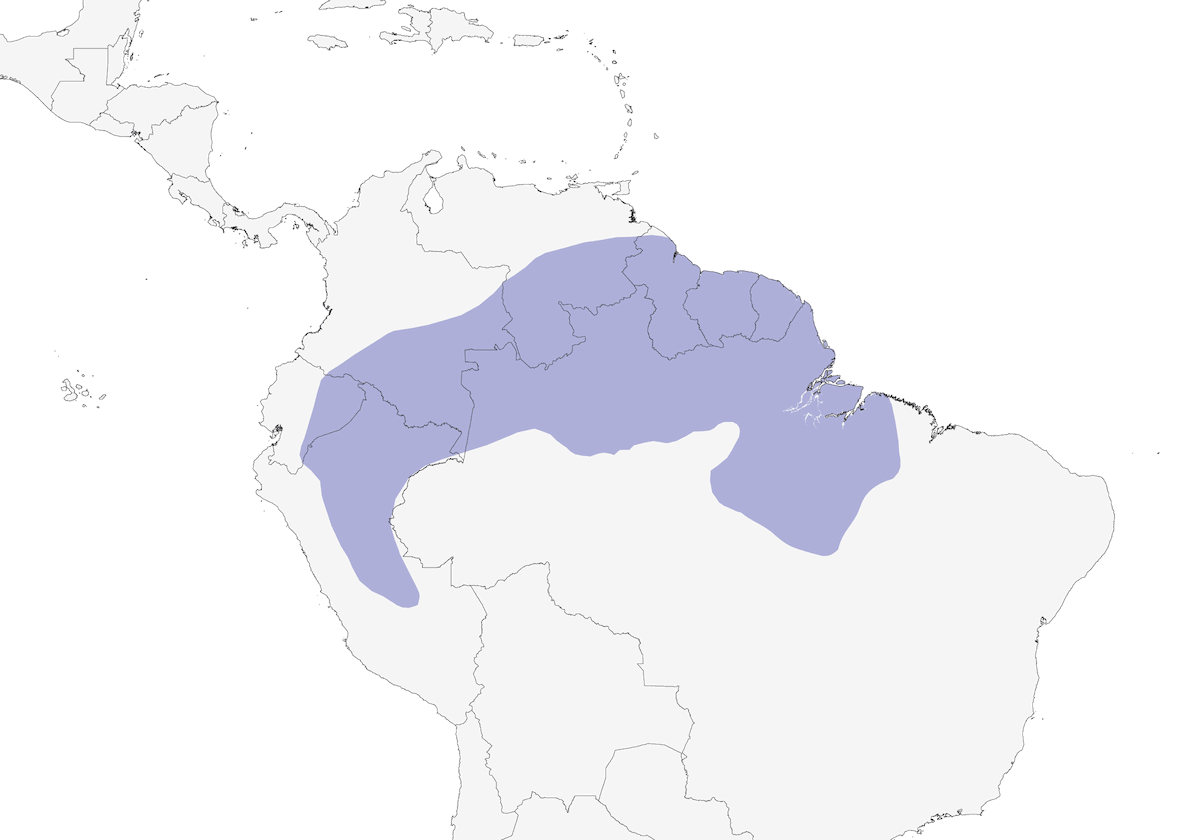 Troglodyte coraya, Distribution 1