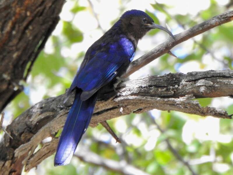 Common Scimitarbill