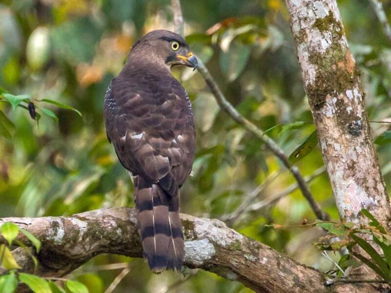 Congo Snake-Eagle, Photos 2