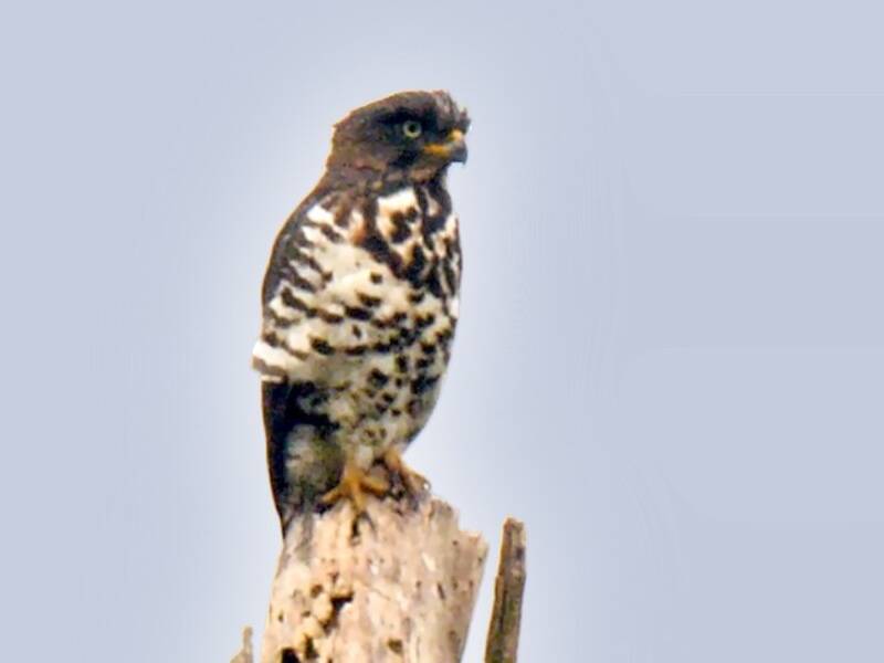 Congo Snake-Eagle (Circaetus spectabilis)