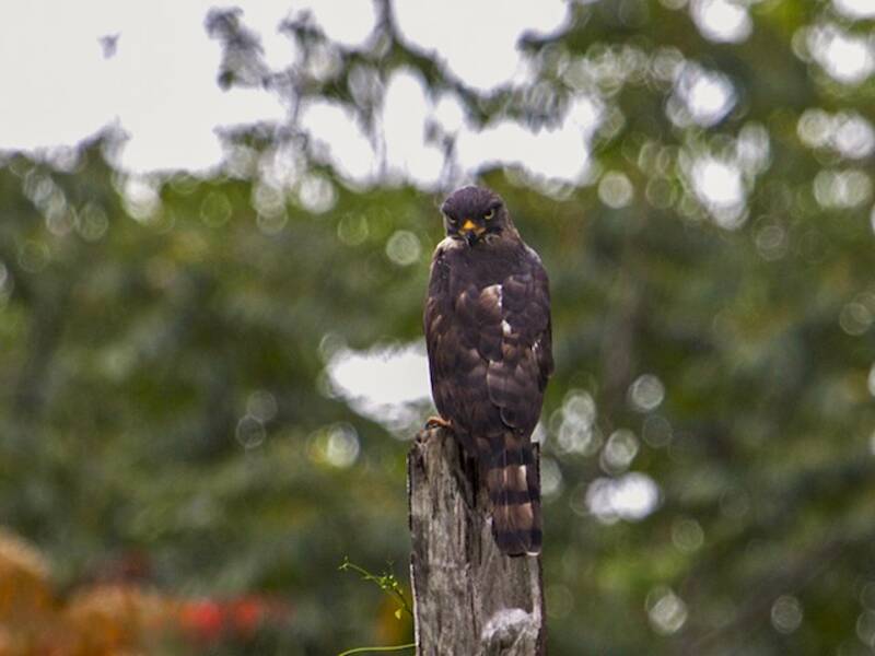 Congo Snake-Eagle, Photos 3