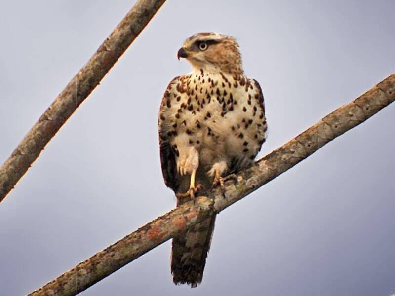 Congo Snake-Eagle, Photos 4