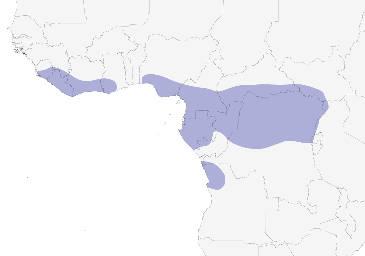Congo Snake-Eagle, Distribution 1