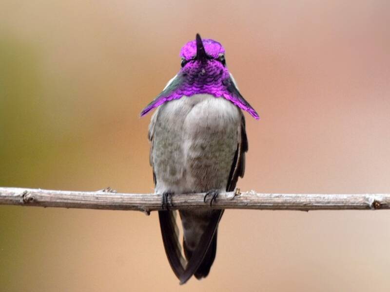 Costa-Kolibri, Fotos 4