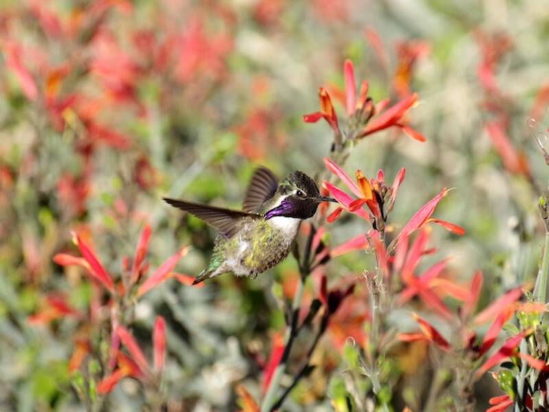Costa-Kolibri, Fotos 2