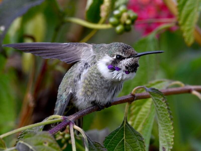 Costa-Kolibri