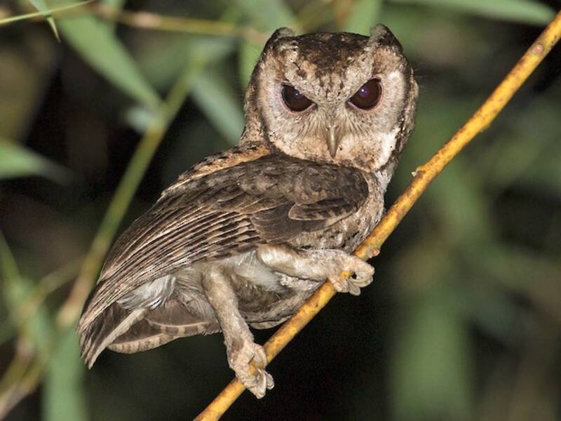 Collared Scops-Owl, Photos 4