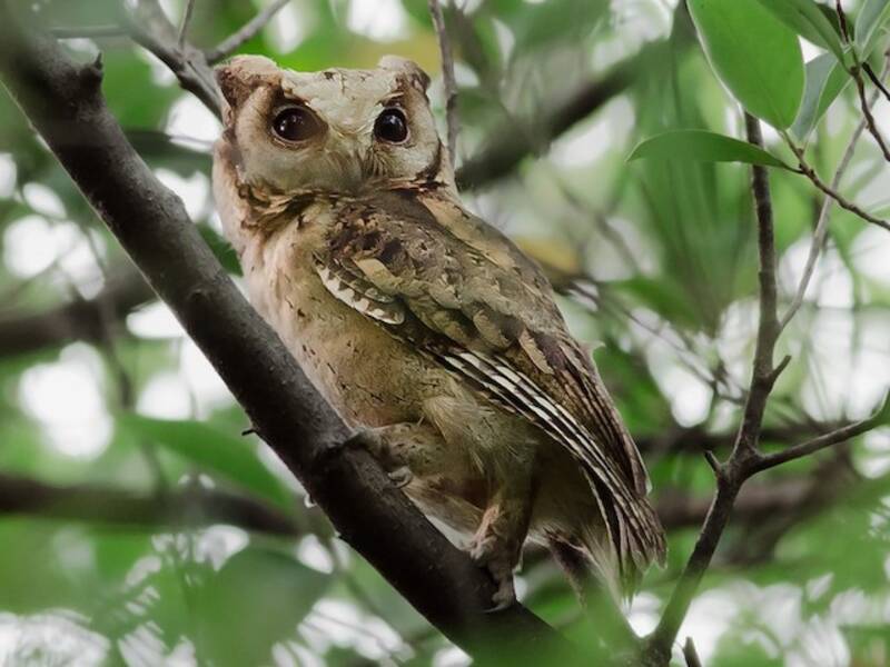 Collared Scops-Owl, Photos 3