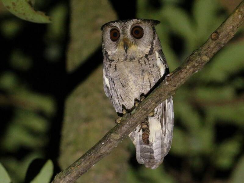 Collared Scops-Owl, Photos 2