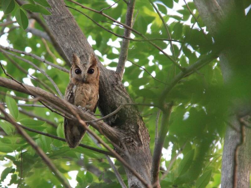 Collared Scops-Owl, Photos 1