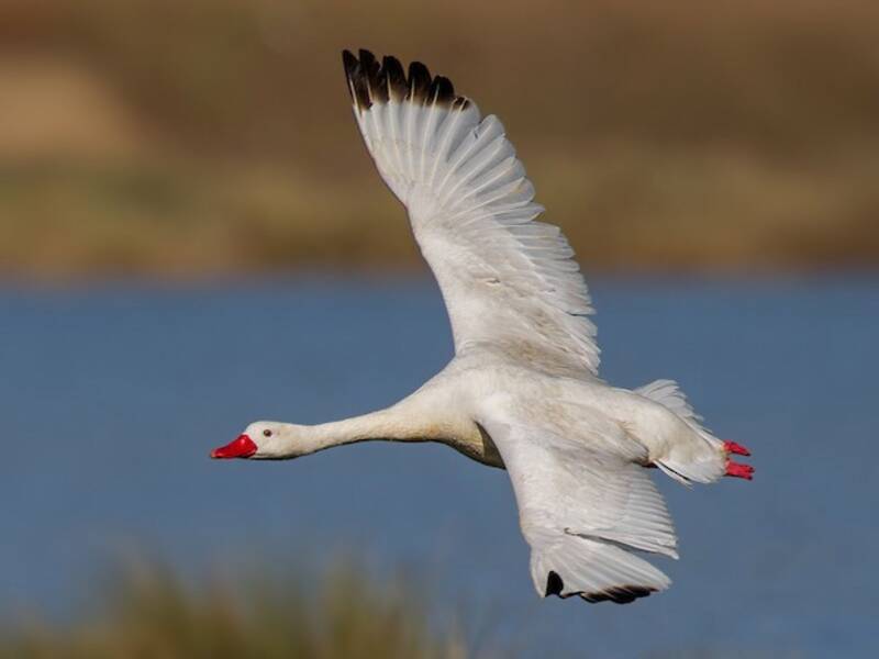 Coscoroba Swan (Coscoroba coscoroba)
