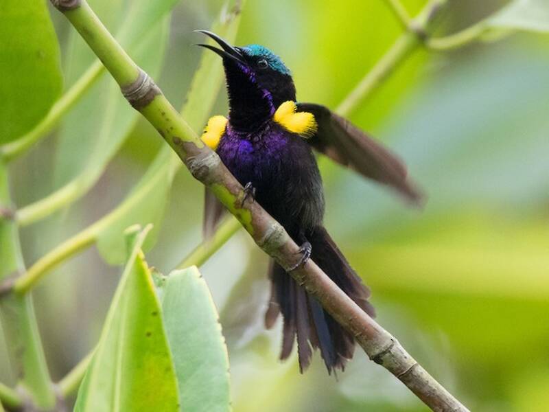 Copper-throated Sunbird (Leptocoma calcostetha)