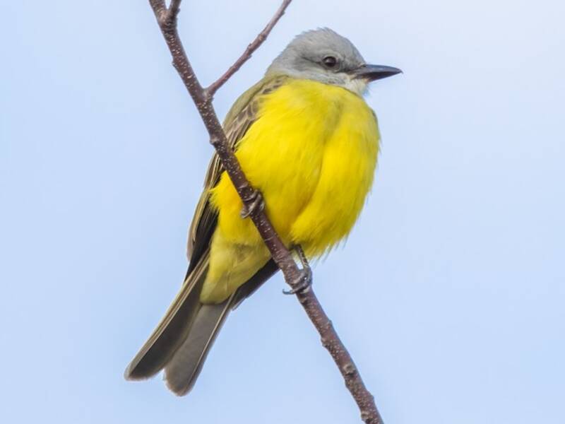Couch's Kingbird, 照片 2