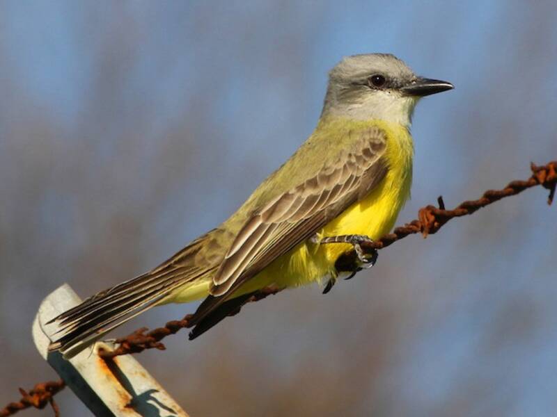 Couch's Kingbird, 照片 3