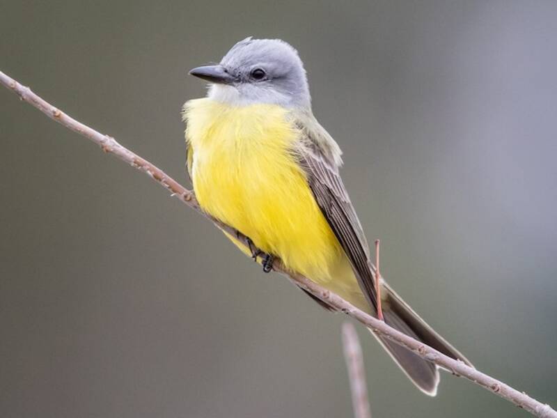 Couch's Kingbird, 照片 4