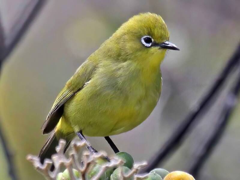 Comoro White-eye, 照片 4