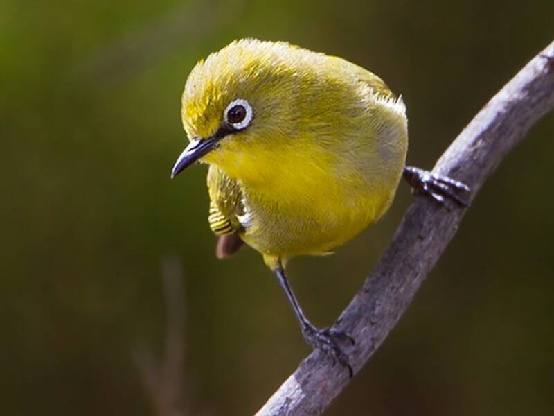 Comoro White-eye, 照片 3