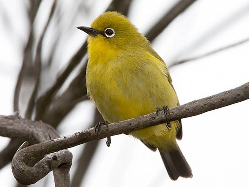 Comoro White-eye, 照片 2