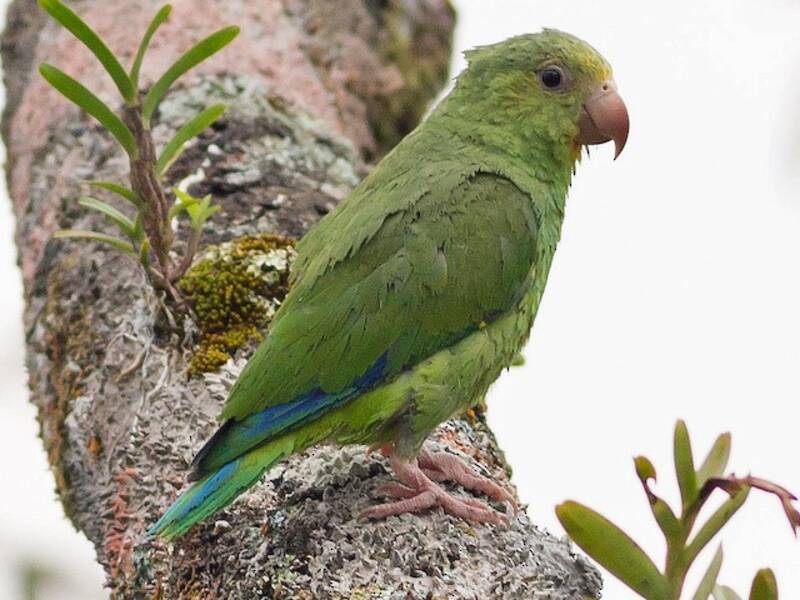 Cobalt-winged Parakeet, 照片 4