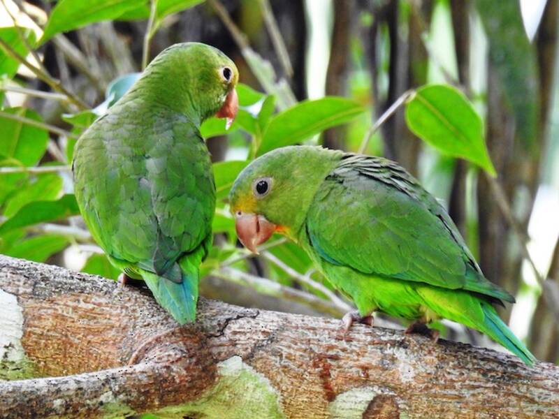 Cobalt-winged Parakeet, 照片 3