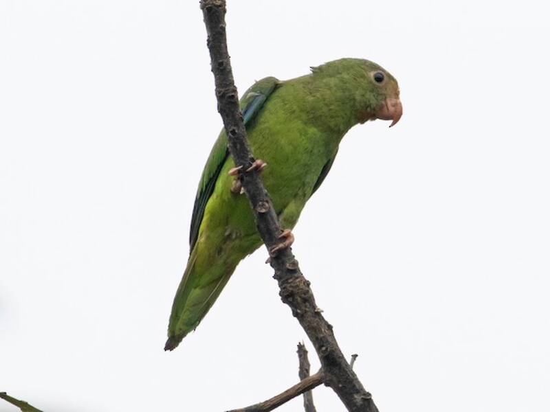 Cobalt-winged Parakeet, 照片 2
