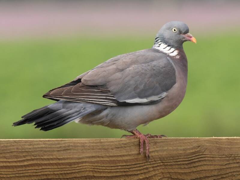 Pigeon ramier, Photos 3