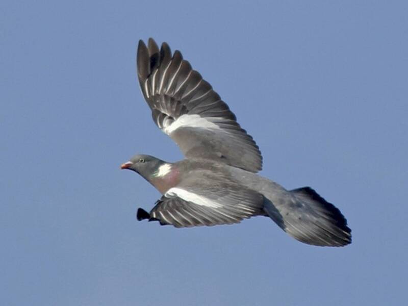 Pigeon ramier