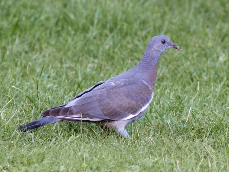 Pigeon ramier, Photos 2