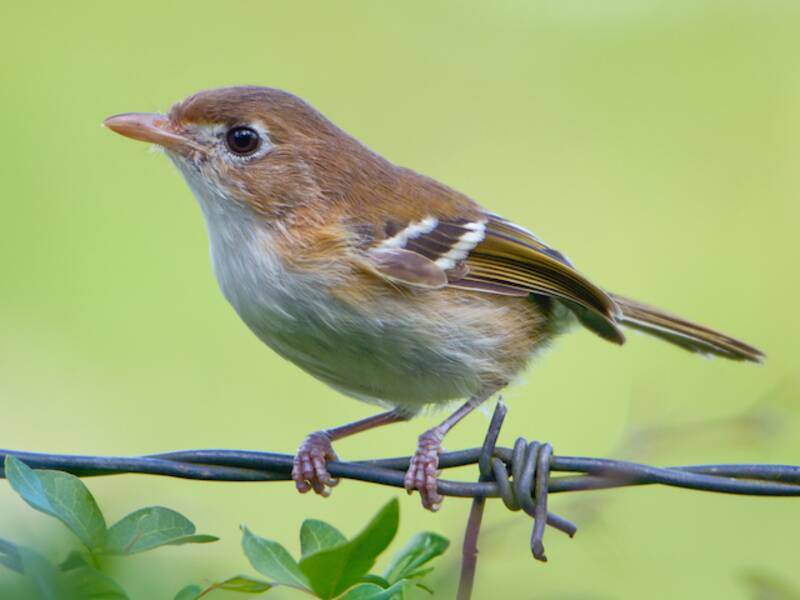 Vireo de Cozumel, Fotos 3
