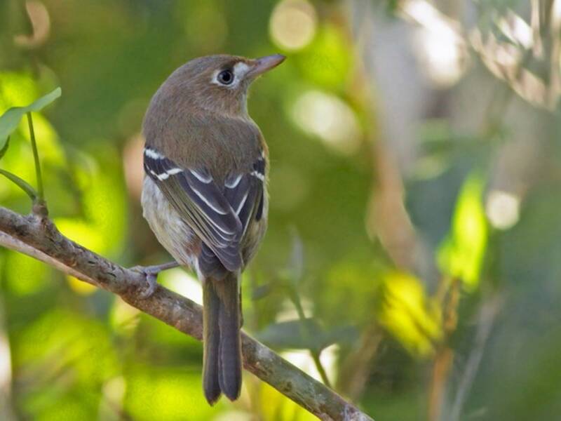Vireo de Cozumel, Fotos 4